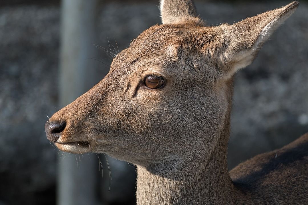 Sika deer in Nara Park, free-roaming among the trees